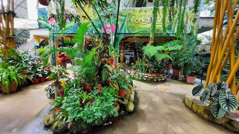 Viveros y jardines de orquídeas en Moyobamba cerca al hotel